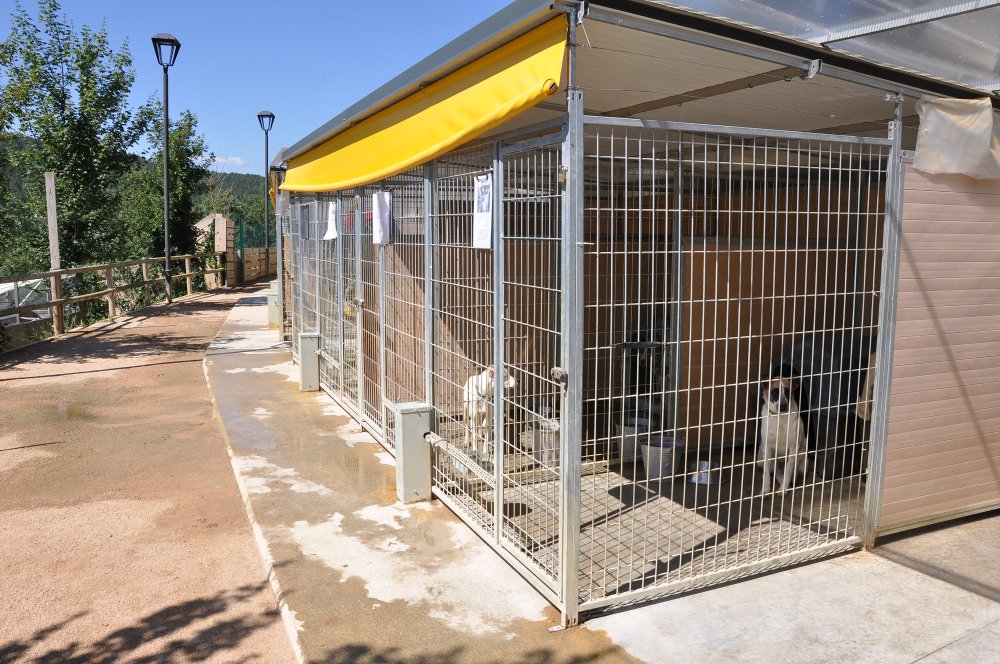 Balanç del servei de recollida de gossos abandonats al Ripollès durant el primer semestre de 2014